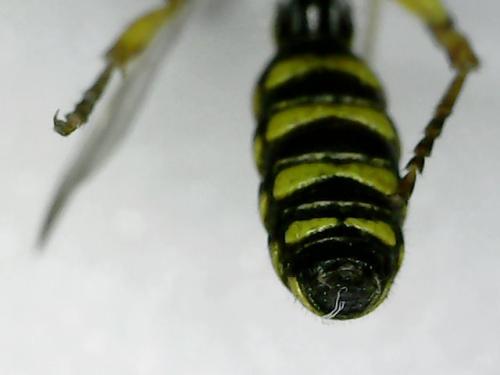 Cerceris arenaria